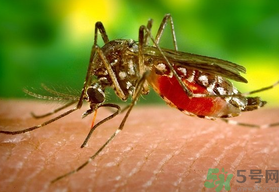 茲卡病毒影響寶寶腦部發育嗎?會造成智力低下嗎.png