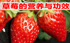 奶油草莓一年結幾次果 奶油草莓結果時間