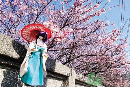 為什么那么多人喜歡櫻花?中國和日本櫻花有什么區別