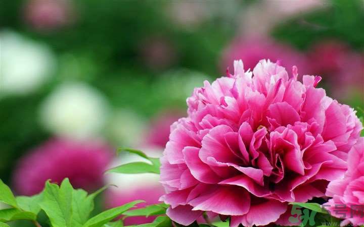 懷孕了能養(yǎng)花嗎？養(yǎng)什么花對(duì)胎兒好？