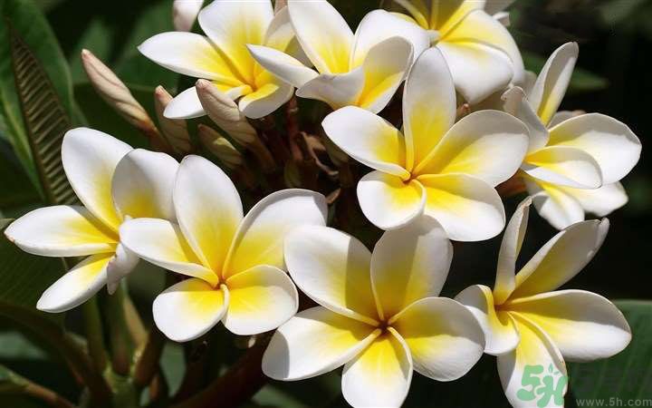 懷孕了能養(yǎng)花嗎？養(yǎng)什么花對(duì)胎兒好？