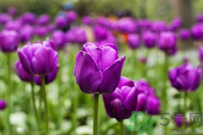 懷孕了能養(yǎng)花嗎？養(yǎng)什么花對(duì)胎兒好？