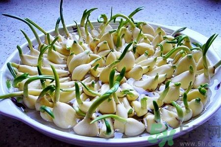 吃大蒜能降血壓嗎？大蒜發芽了還能吃嗎？