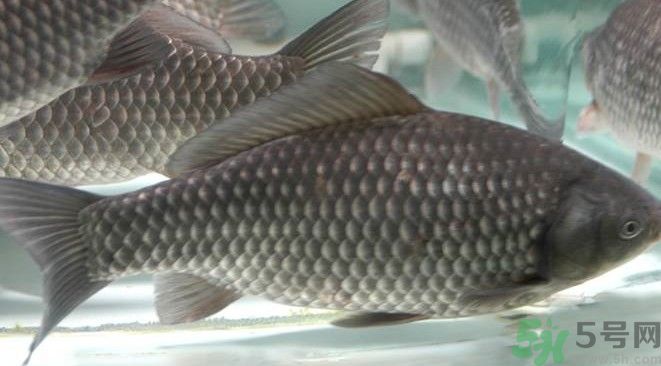 吃魚真的能變聰明嗎？喝魚湯有什么好處？