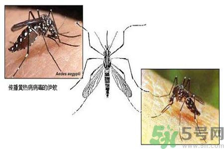 黃熱病可以吃水果嗎？怎么預防黃熱病癥狀？