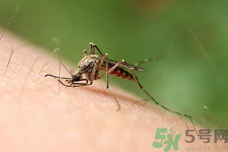 黃熱病可以吃水果嗎？怎么預防黃熱病癥狀？