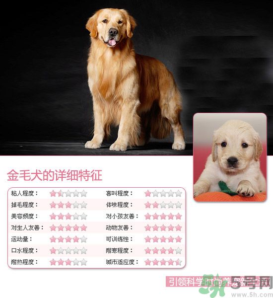 熱門寵物排名你知道嗎？寵物明星有哪些？