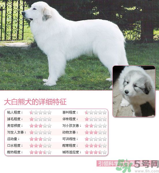 熱門寵物排名你知道嗎？寵物明星有哪些？
