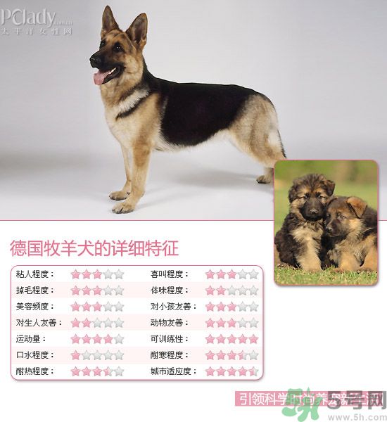 熱門寵物排名你知道嗎？寵物明星有哪些？