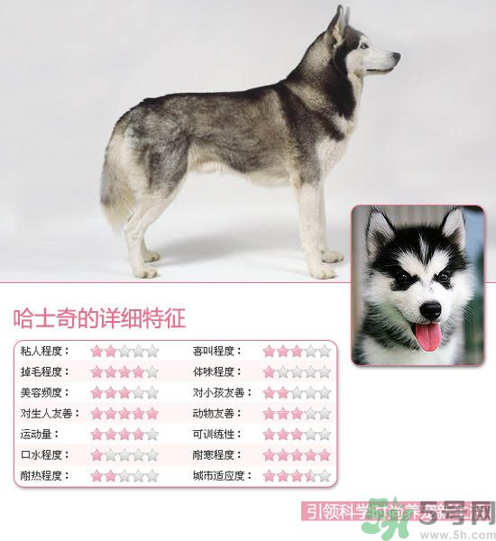 熱門寵物排名你知道嗎？寵物明星有哪些？