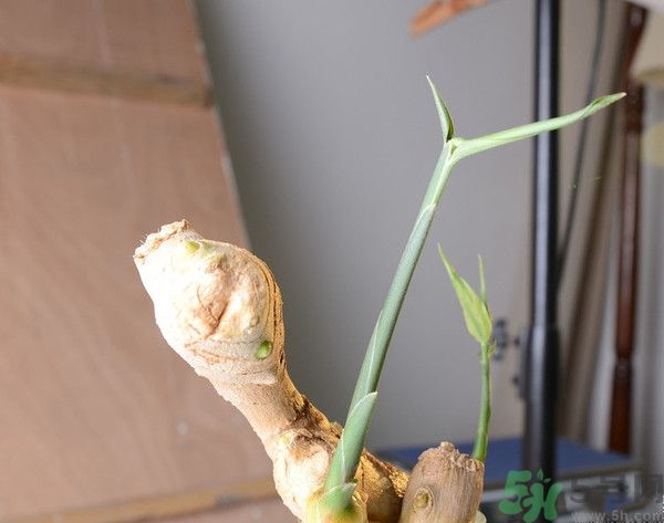 生姜發芽了能吃嗎？生姜發綠了能吃嗎？