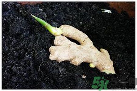 生姜發芽了能吃嗎？生姜發綠了能吃嗎？