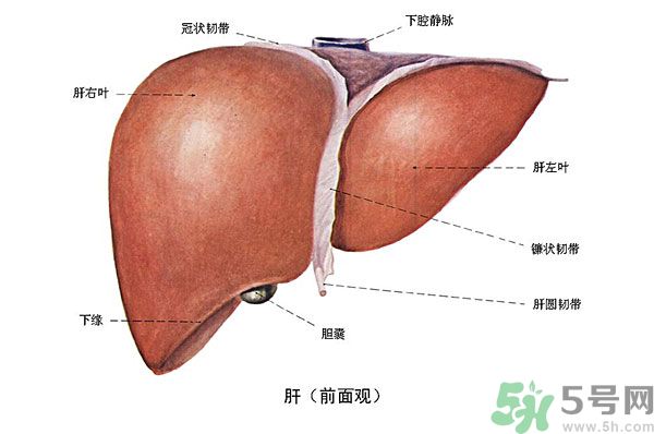 得了脂肪肝該怎么治？脂肪肝對(duì)人體危害有多大？