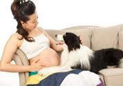 孕婦家里可以養狗嗎?孕婦家里養狗應該注意什么