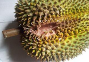 榴蓮殼發霉了還能吃嗎?榴蓮殼發霉了里面的肉還能吃嗎?