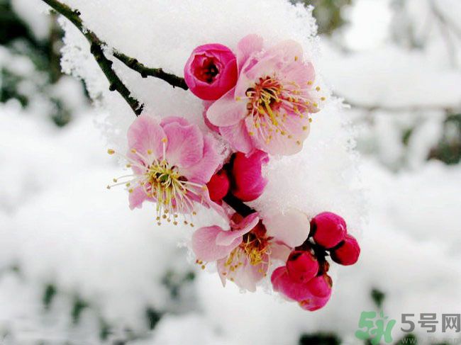 清明節(jié)有哪些習(xí)俗？清明節(jié)習(xí)俗的來源？