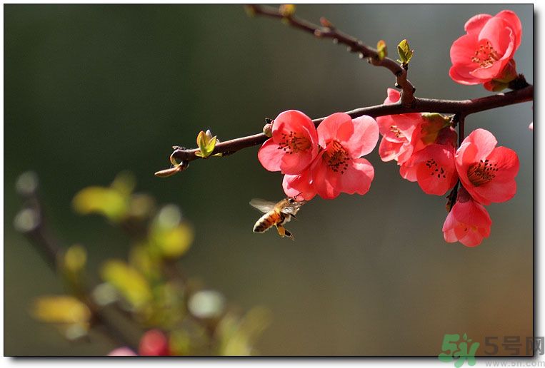 清明節(jié)有哪些習(xí)俗？清明節(jié)習(xí)俗的來源？