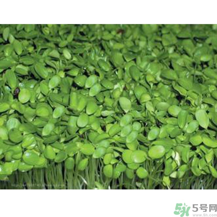 吃香椿要焯水嗎？吃香椿焯水還有營養(yǎng)價值嗎？