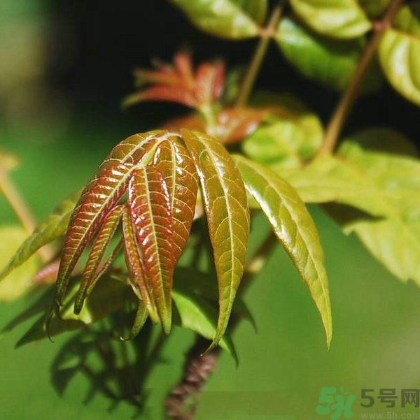 吃香椿要焯水嗎？吃香椿焯水還有營養(yǎng)價值嗎？