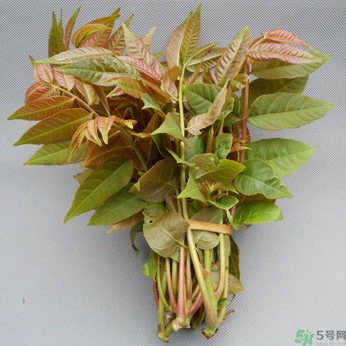 吃香椿要焯水嗎？吃香椿焯水還有營養(yǎng)價值嗎？