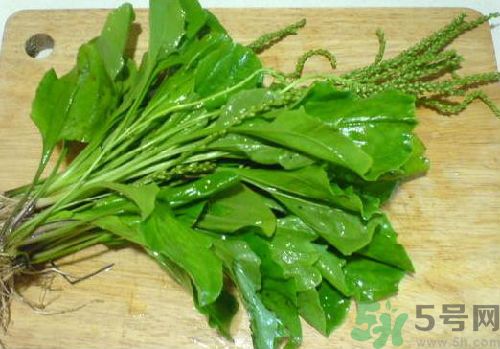 車前草能治痛風嗎？車前草對痛風的作用