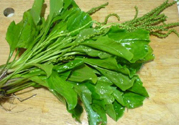 車前草能治痛風(fēng)嗎？車前草對(duì)痛風(fēng)的作用