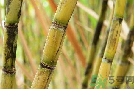 清明節(jié)可以吃甘蔗嗎？清明節(jié)不能吃哪些食物？