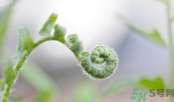 清明節(jié)可以吃甘蔗嗎？清明節(jié)不能吃哪些食物？