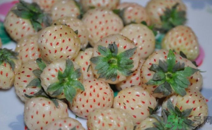 寶寶能吃菠蘿莓嗎？嬰幼兒能吃菠蘿莓嗎？