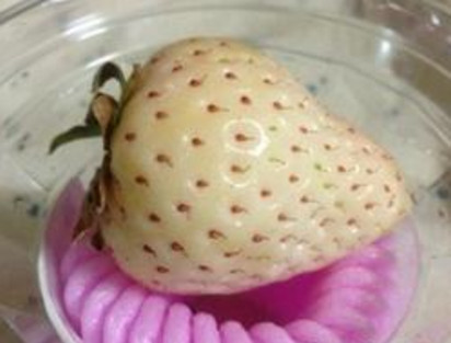 懷孕初期能吃菠蘿莓嗎？懷孕5個(gè)月可以吃菠蘿莓嗎？