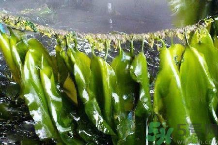 哪種海帶吃起來比較好？海帶有什么類別？