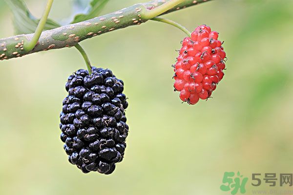 哺乳期能不能吃桑葚？桑葚產婦能吃嗎？