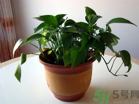 吸收毒氣的植物有哪些？凈化空氣的植物有哪些？