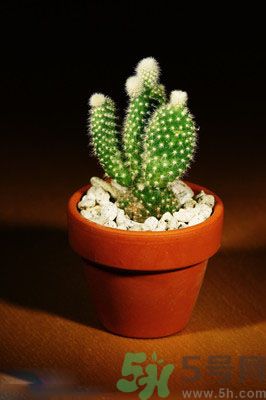 吸收毒氣的植物有哪些？凈化空氣的植物有哪些？