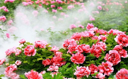 牡丹的花語是什么？牡丹的寓意是什么？