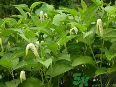 魚腥草可以止咳嗎？魚腥草止咳的辦法有哪些？
