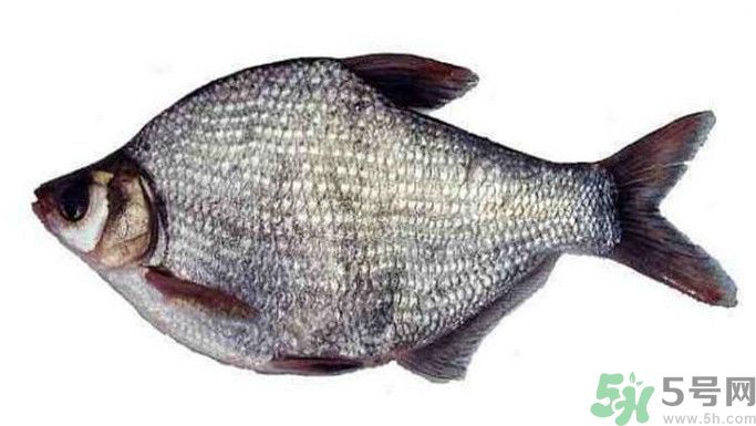 武昌魚是鳊魚嗎？武昌魚和鳊魚區別哪個好吃？