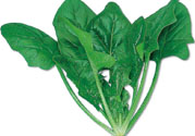 菠菜可以炒韭菜嗎？菠菜和韭菜一起吃怎么樣？