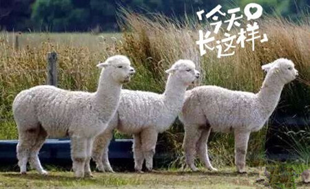 草泥馬是羊駝嗎？萌萌噠草泥馬居然被吃啦!