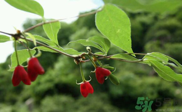 杈杷果好吃嗎？杈杷果的營養價值與功效