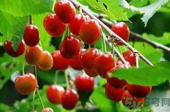 吃櫻桃拉肚子怎么辦？吃櫻桃拉肚子是怎么回事？