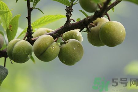 李子是熱性還是涼性？李子是涼性的嗎？