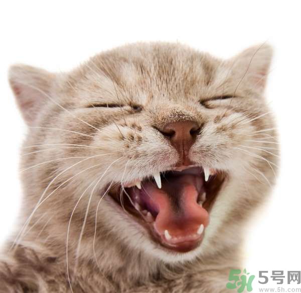 貓咪什么在時(shí)候換牙？貓咪換牙要注意什么？