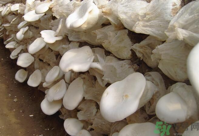 白靈菇和杏鮑菇有什么區(qū)別？白靈菇有什么營養(yǎng)價值？