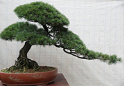 五針?biāo)伤汕蚰芘菥茊幔课遽標(biāo)伤汕蚺菥朴惺裁垂πВ?></a>
      <p class=