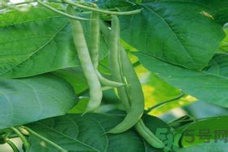 四季豆是發物嗎？四季豆是不是發物？