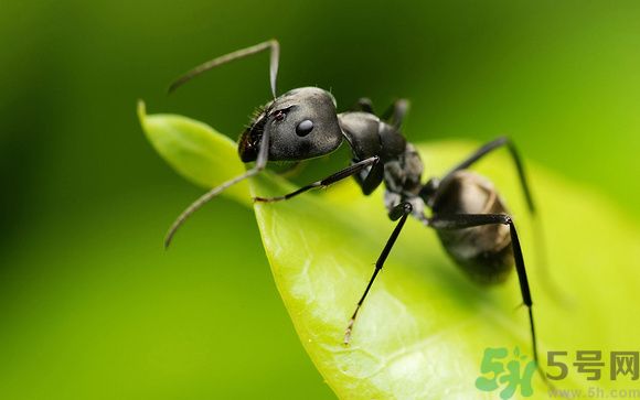 家里有螞蟻怎么辦？驅除螞蟻的方法是什么？