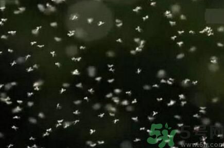 蚊子可以吃嗎？吃蚊子會怎么樣？