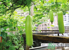 女子打造城市菜園 陽臺可以種什么蔬菜？