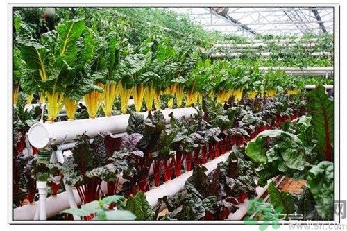 陽臺怎么種蔬菜？陽臺適合種什么蔬菜？